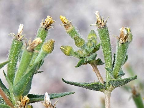 Whitestem Blazingstar (Mentzelia albicaulis)