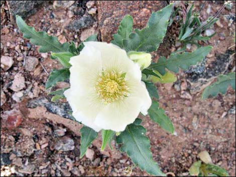 Whitebract Blazingstar (Mentzelia involucrata)