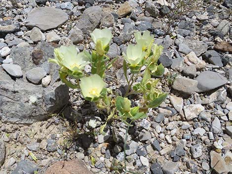 Whitebract Blazingstar (Mentzelia involucrata)