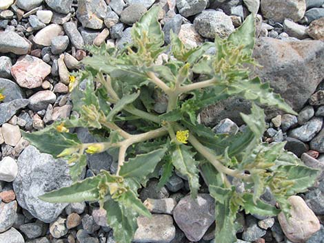 Reflexed Blazingstar (Mentzelia reflexa)