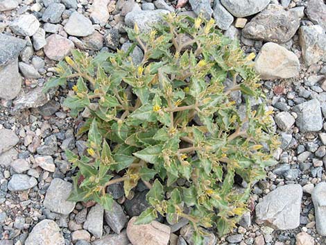 Reflexed Blazingstar (Mentzelia reflexa)