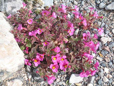 Bigelow's Monkeyflower (Mimulus bigelovii)