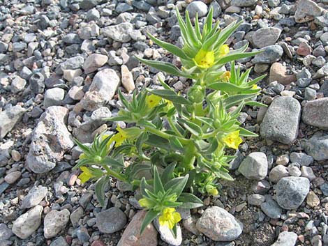 Golden Desert-snapdragon (Mohavea breviflora)