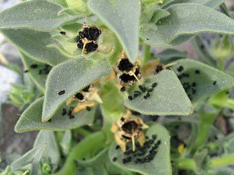 Golden Desert-snapdragon (Mohavea breviflora)