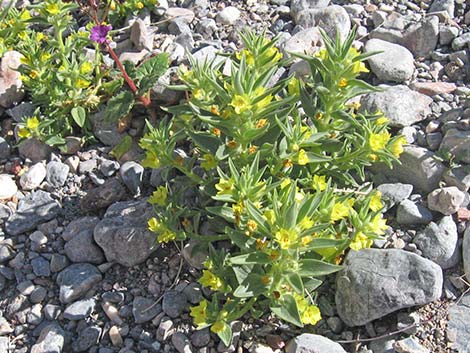 Golden Desert-snapdragon (Mohavea breviflora)