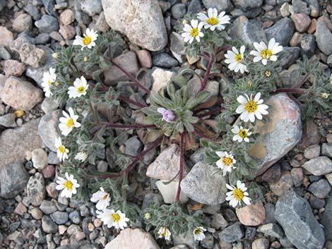 Mojave Desertstar (Monoptilon bellioides)