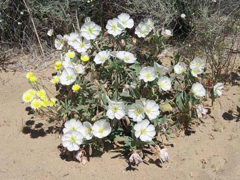 Birdcage Evening Primrose (Oenothera deltoides)