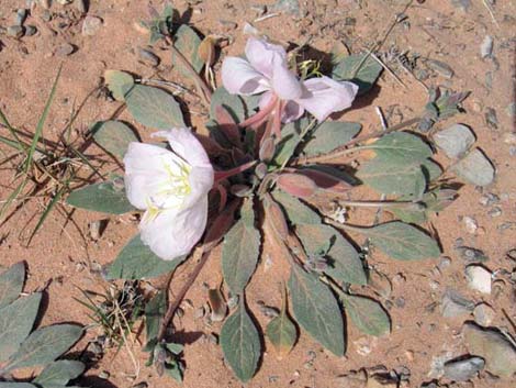 Birdcage Evening Primrose (Oenothera deltoides)