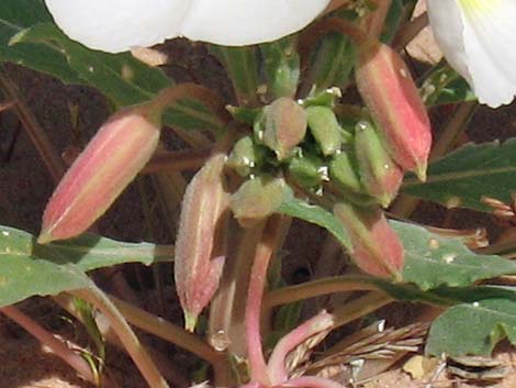 Birdcage Evening Primrose (Oenothera deltoides)