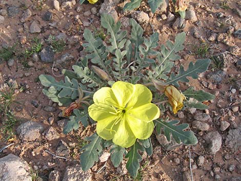 Desert Evening Primrose (Oenothera primiveris)