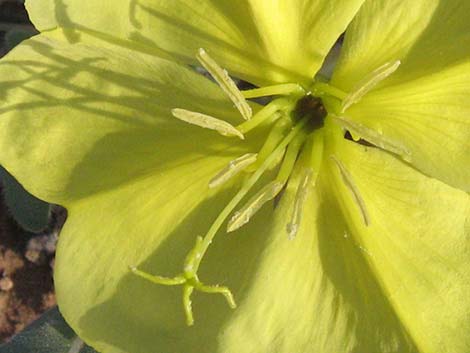 Desert Evening Primrose (Oenothera primiveris)