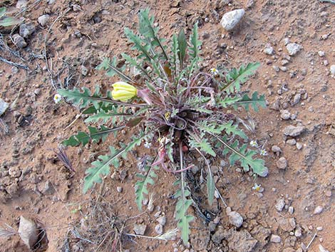 Desert Evening Primrose (Oenothera primiveris)