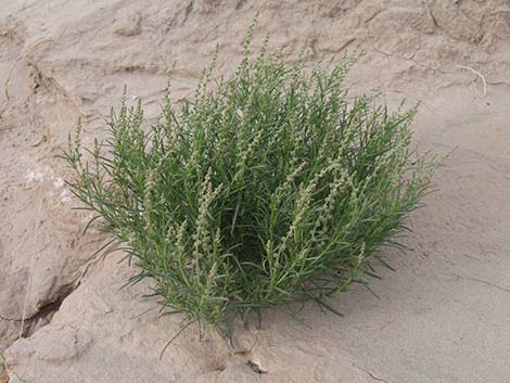 Lineleaf Whitepuff (Oligomeris linifolia)