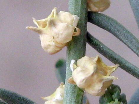 Lineleaf Whitepuff (Oligomeris linifolia)