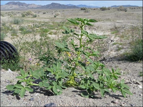 Yellow Beeplant (Cleomella lutea)