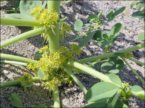 Yellow Beeplant (Cleomella lutea)