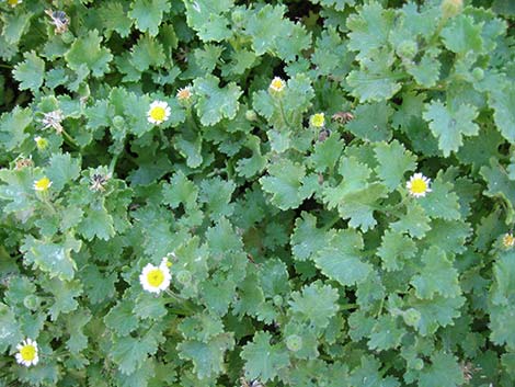 Emory's Rockdaisy (Perityle emoryi)