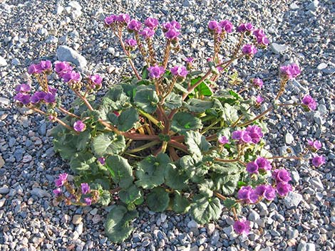 Calthaleaf Phacelia (Phacelia calthifolia)