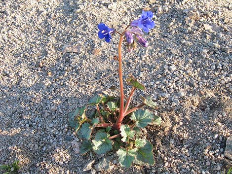 Desertbells (Phacelia campanularia ssp. vasiformis)