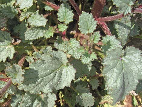 Desertbells (Phacelia campanularia ssp. vasiformis)