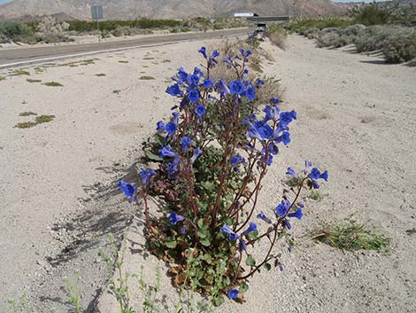 Desertbells (Phacelia campanularia ssp. vasiformis)