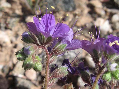 Notch-leaf Phacelia (Phacelia crenulata)