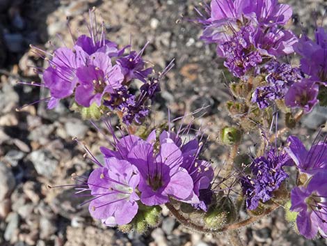 Notch-leaf Phacelia (Phacelia crenulata)