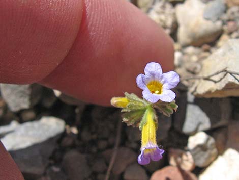 Fremont's Phacelia (Phacelia fremontii)