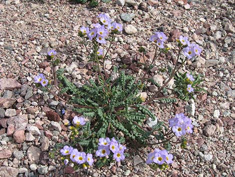 Fremont's Phacelia (Phacelia fremontii)