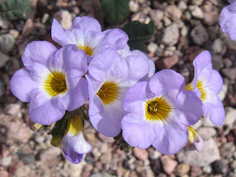 Fremont's Phacelia (Phacelia fremontii)