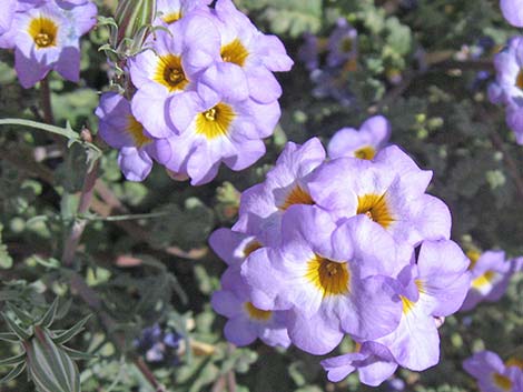 Fremont's Phacelia (Phacelia fremontii)