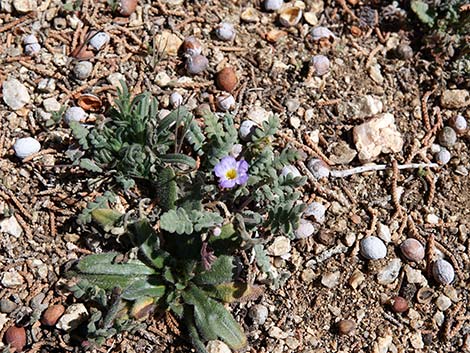 Fremont's Phacelia (Phacelia fremontii)