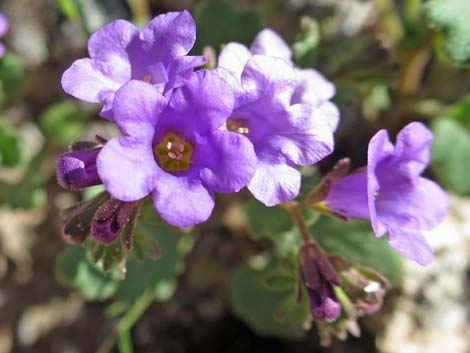 Beautiful Phacelia (Phacelia pulchella)