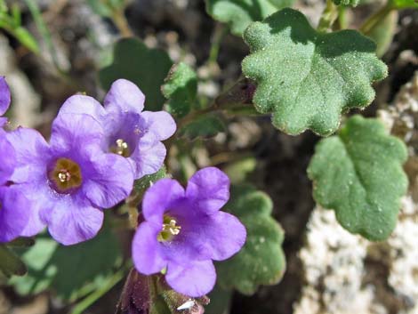 Beautiful Phacelia (Phacelia pulchella)