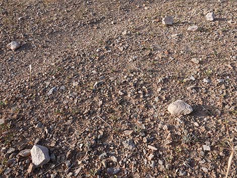 Desert Indianwheat (Plantago ovata)