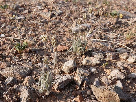 Desert Indianwheat (Plantago ovata)