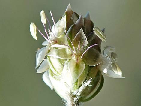 Desert Indianwheat (Plantago ovata)