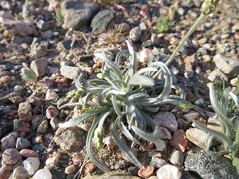 Desert Indianwheat (Plantago ovata)