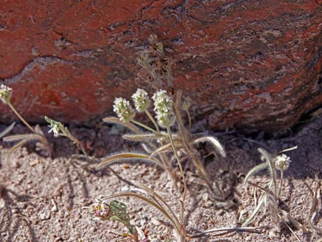 Woolly Plantain (Plantago patagonica)