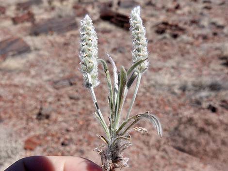 Woolly Plantain (Plantago patagonica)