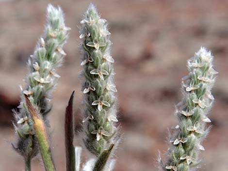 Woolly Plantain (Plantago patagonica)