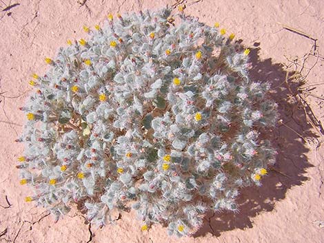 Hairybeast Turtleback (Psathyrotes pilifera)