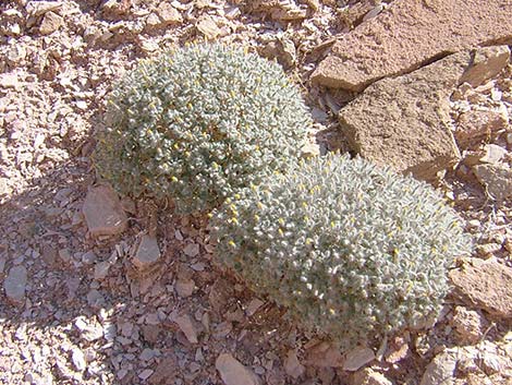 Hairybeast Turtleback (Psathyrotes pilifera)