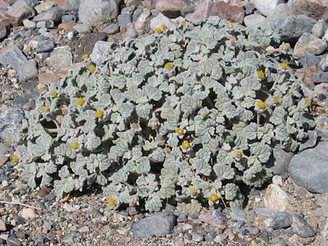 Velvet Turtleback (Psathyrotes ramosissima)