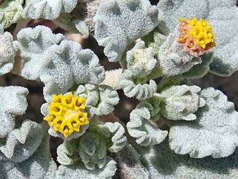 Velvet Turtleback (Psathyrotes ramosissima)