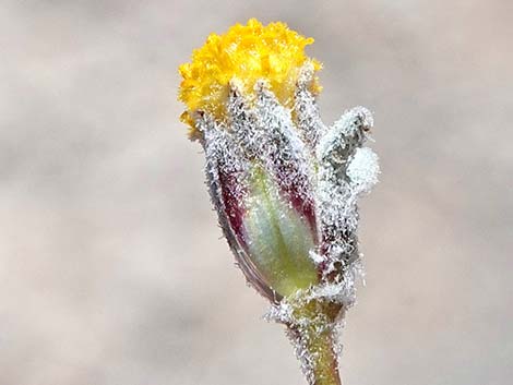 Velvet Turtleback (Psathyrotes ramosissima)