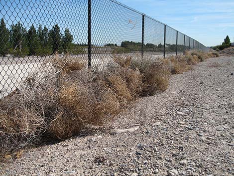 Prickly Russian Thistle (Salsola paulsenii)