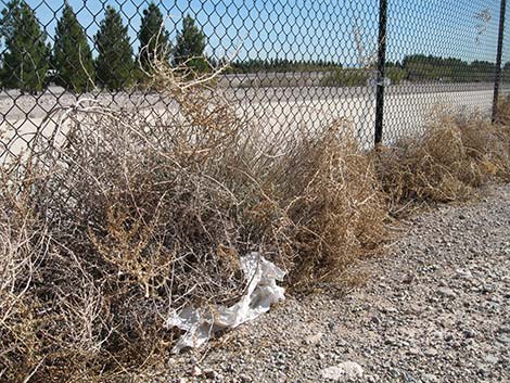 Prickly Russian Thistle (Salsola paulsenii)