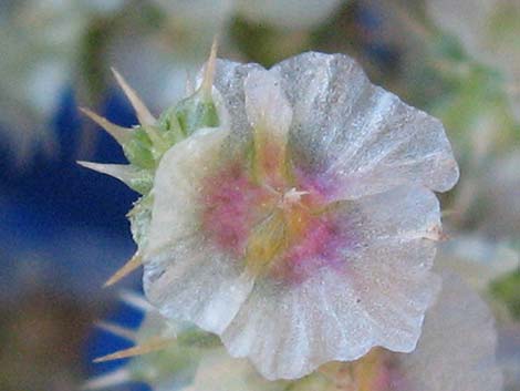 Prickly Russian Thistle (Salsola paulsenii)