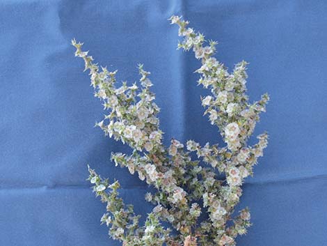 Prickly Russian Thistle (Salsola paulsenii)